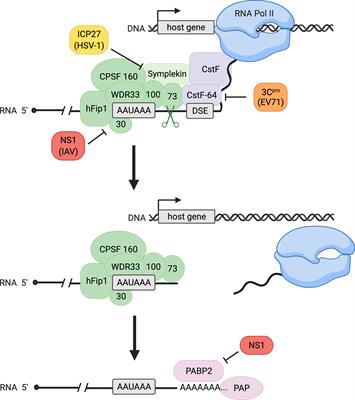 Modulation of mRNA 3′-End Processing and Transcription Termination in Virus-Infected Cells